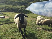 IMG 1732  sheep like us