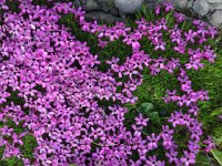 IMG 1775  phlox