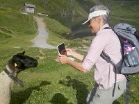 IMG 20170718 090609  we like sheep