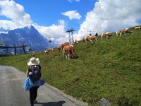 IMG 20170718 114553  cowz