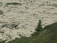 IMG 8778  eroded limestone - lapié