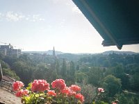 IMG 20170719 083311  the flowers