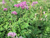 IMG 8830  Flowers on the way to the Jardin Alpin