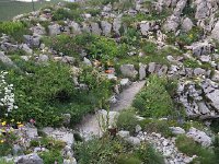 IMG 8833  Jardin Alpin