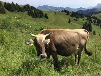 IMG 1886  Brown Swiss!