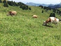 IMG 8861  and we found cowz