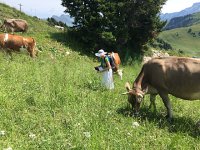 IMG 8864  amidst the cows