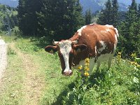 IMG 8884  cow and flower