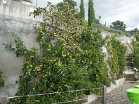 20170723 181826  fruit trees