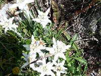 20170729 114614  Edelweiss
