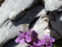 20170729 133445  a gentiane-like flower