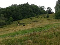 20170731 105826  cows above Glion