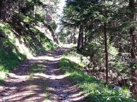 20170705 100925  in the woods