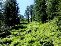 20170705 120712  ferns