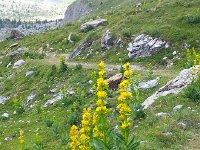 20170705 141730  gentiane