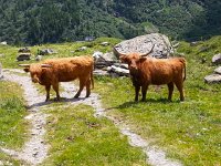 20170705 141933  highland coos