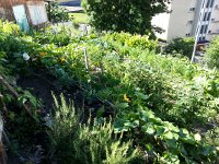 20170706 095146  6 July garden leafed out