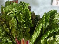 20170725 145414  25 July chard harvest