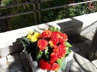 20170730 102144  30 July begonias to front door