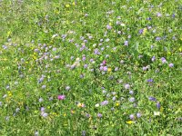 IMG 1021  profusion of flowers