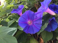 IMG 1141  morningglory