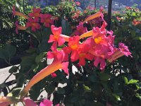 IMG 1143  trumpet vine?