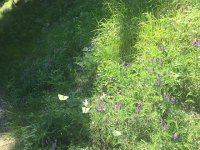 IMG 1167  first real instance of butterflies!