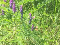 IMG 1170  on the vetch