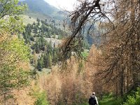 20170621 111854  caterpillar infestation but the larches were re-sprouting needles