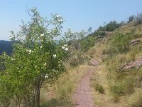 20170621 122544  wild roses and terre rouge