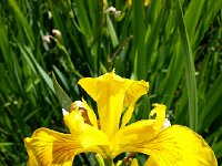 20170622 110746  beautiful iris!