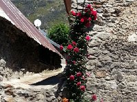 20170622 122104  flowers and arid hill side