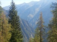 20170623 100131  larches against the canyon
