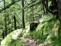 20170623 120611  beautiful grassy understory