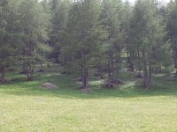 20170623 155147  very managed larch forests (piles of branches)