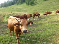 20170623 185550  the cow herd