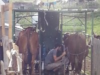 20170623 185624  milking parlor