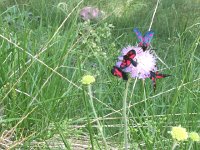 IMG 1224  more colorful insects