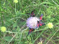 IMG 1227  are these butterflies or just flies?