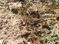 IMG 1230  butterflies...