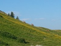 20170624 073617  chamois