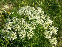 20170624 081407  fireworks