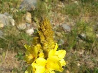 20170624 081436  spear