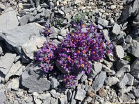 20170624 114651  a burst of color