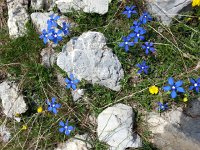 20170624 121236  but also flowers