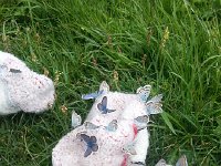 20170624 133511  CP&#39;s socks are inexlicably attractive