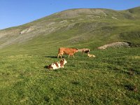 IMG 1241  Cows and calves in the early morning light