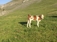 IMG 1242  little ones