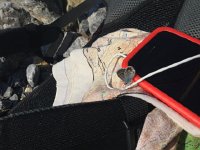 IMG 1258  more butterflies!