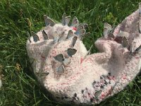 IMG 1269  the butterflies loved them!